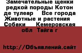 Замечательные щенки редкой породы Котон де тулеар  - Все города Животные и растения » Собаки   . Кемеровская обл.,Тайга г.
